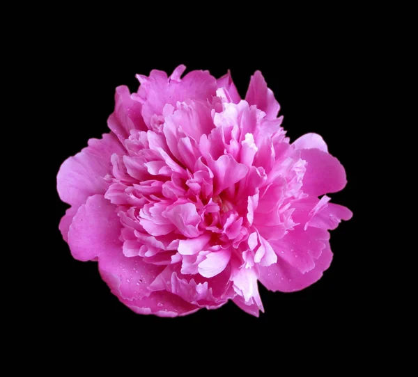 Beautiful pink peony isolated on a black background — 스톡 사진