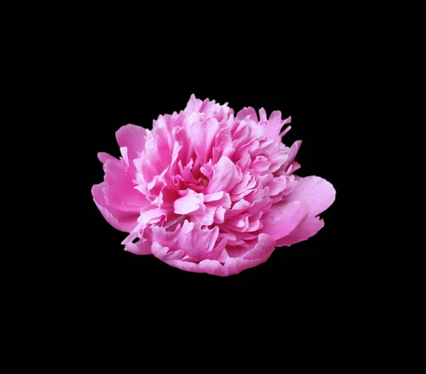 Beautiful pink peony isolated on a black background — ストック写真