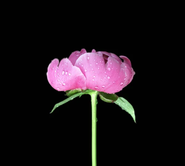 Linda peônia rosa isolada em um fundo preto — Fotografia de Stock