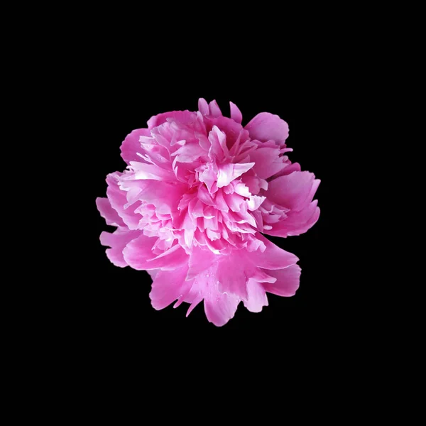 Beautiful pink peony isolated on a black background — ストック写真