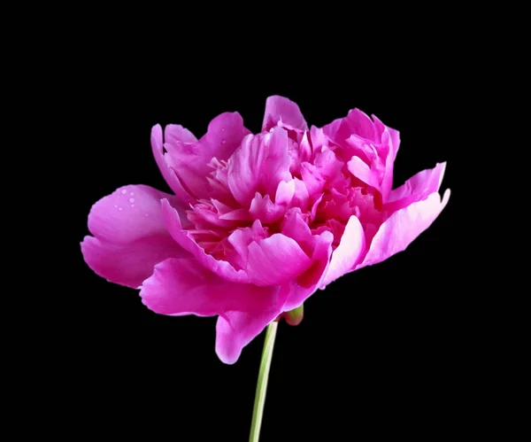 Schöne rosa Pfingstrose isoliert auf schwarzem Hintergrund — Stockfoto