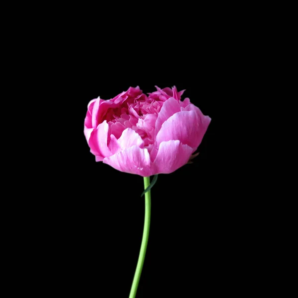 Schöne rosa Pfingstrose isoliert auf schwarzem Hintergrund — Stockfoto