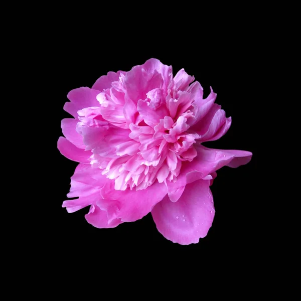 Beautiful pink peony isolated on a black background — ストック写真