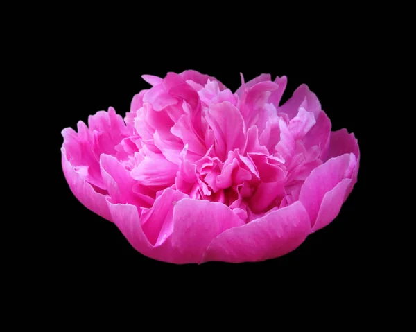 Güzel pembe şakayık, siyah arka planda izole edilmiş.