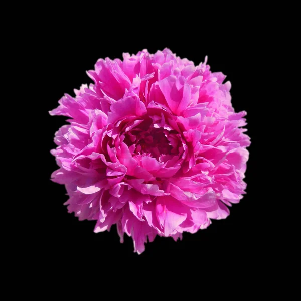 Beautiful pink peony isolated on a black background — ストック写真