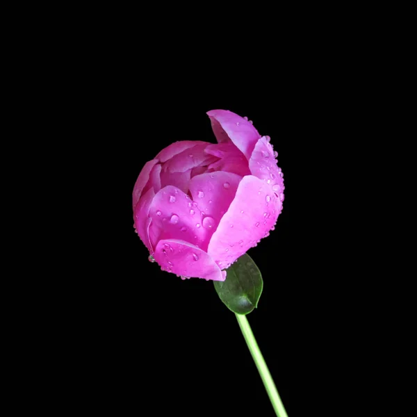 Linda peônia rosa isolada em um fundo preto — Fotografia de Stock