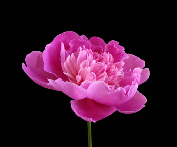 Beautiful pink peony isolated on a black background — Stock Photo, Image