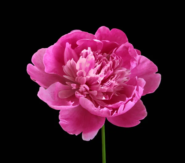 Красива рожева півонія ізольована на чорному тлі — стокове фото