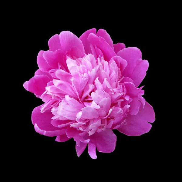 Beautiful pink peony isolated on a black background — ストック写真