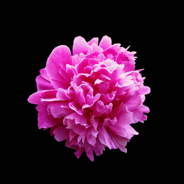 Beautiful pink peony isolated on a black background — ストック写真