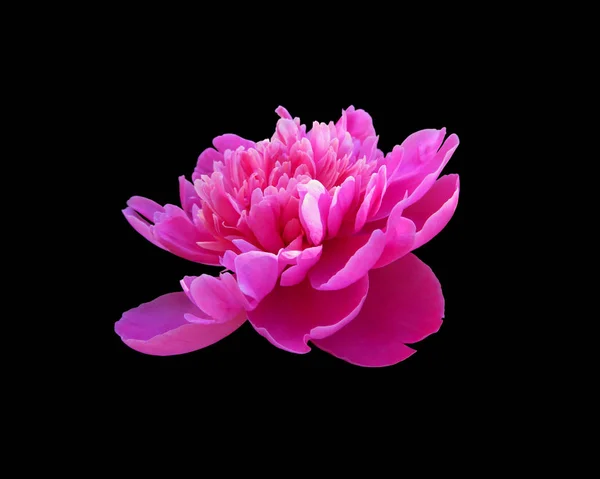 Beautiful pink peony isolated on a black background — ストック写真