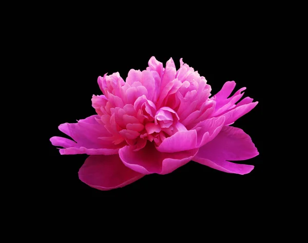 Piękny różowy piwonia izolowane na czarnym tle — Zdjęcie stockowe