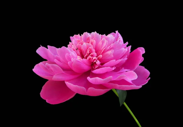 Beautiful pink peony isolated on a black background — Stock Photo, Image