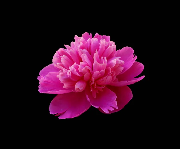 Güzel pembe şakayık, siyah arka planda izole edilmiş.