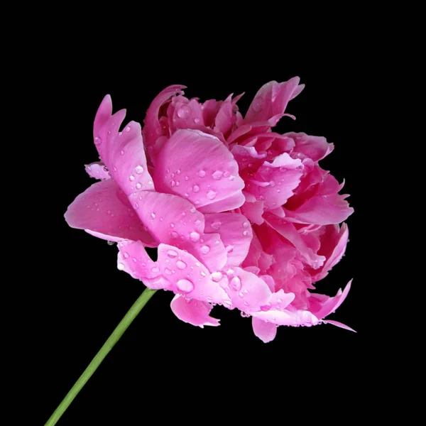 Linda peônia rosa isolada em um fundo preto — Fotografia de Stock