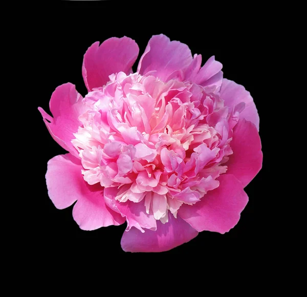 Красива рожева півонія ізольована на чорному тлі — стокове фото
