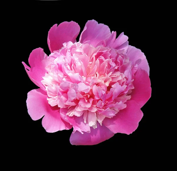 Vacker rosa pion isolerad på en svart bakgrund — Stockfoto