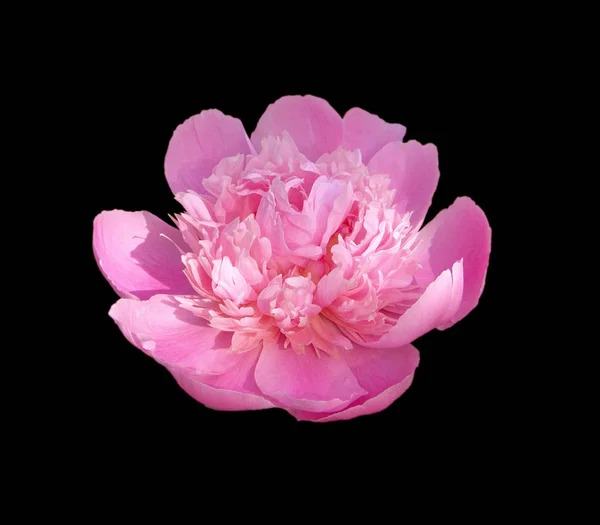 Beautiful pink peony isolated on a black background — ストック写真