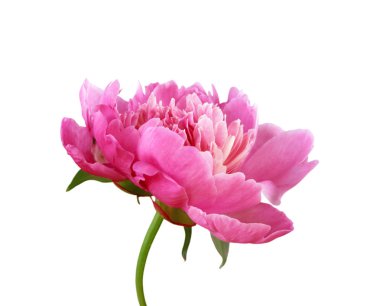 Beyaz bir arka plan üzerinde izole güzel pembe şakayık