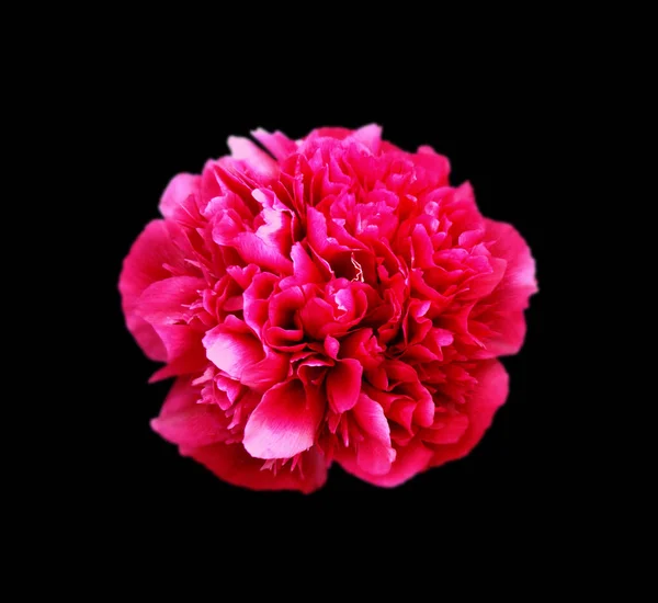Beautiful red peony isolated on a black background — ストック写真