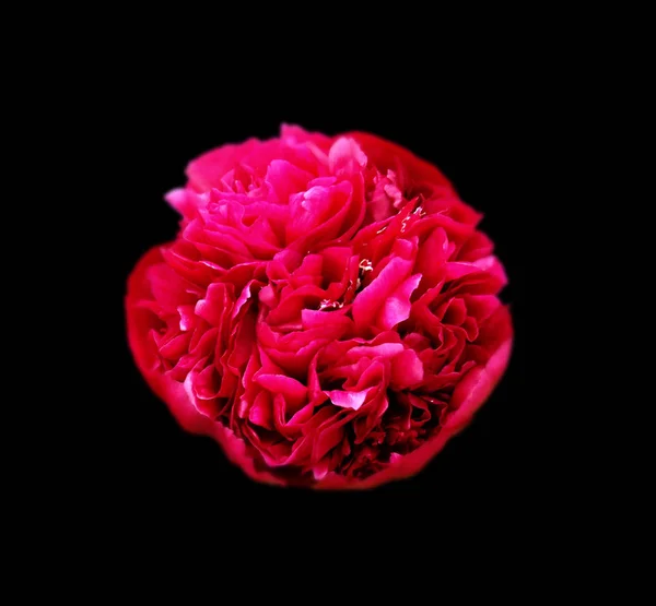 Bela flor peônia vermelha isolada em um fundo preto — Fotografia de Stock