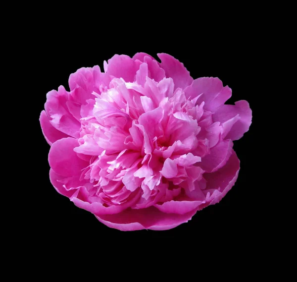 Beautiful pink peony isolated on a black background — ストック写真