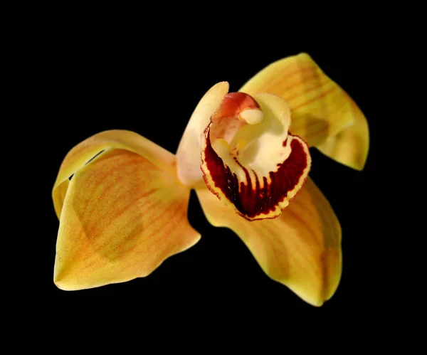 Mooie Gele Orchidee Geïsoleerd Een Zwarte Achtergrond — Stockfoto