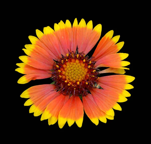 Beautiful Colorful Flower Isolated Black Background — Stock Photo, Image