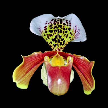 Güzel sarı orkide siyah bir arkaplanda izole edilmiş.