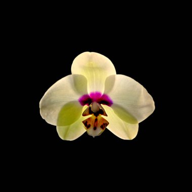 Güzel soluk sarı orkide siyah bir arkaplanda izole edilmiş.