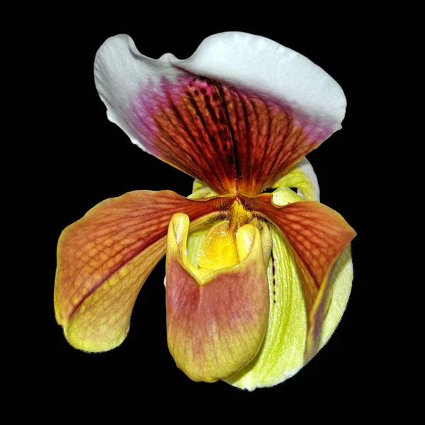 Mooie Gele Orchidee Geïsoleerd Een Zwarte Achtergrond — Stockfoto