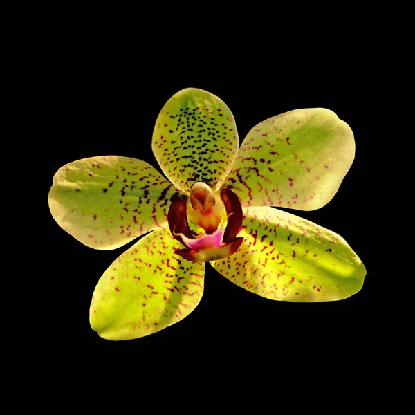 Mooie Lichtgele Orchidee Geïsoleerd Een Zwarte Achtergrond — Stockfoto