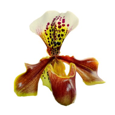 Beyaz arka planda izole edilmiş güzel sarı orkide.