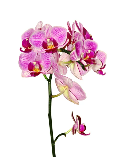 Mooie Roze Orchidee Geïsoleerd Een Witte Achtergrond Rechtenvrije Stockafbeeldingen