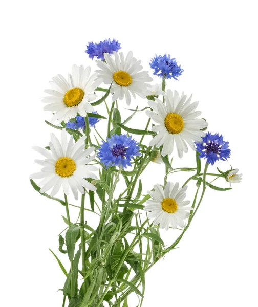 Chamomiles Cornflowers Isolated Shadow — Stock Photo, Image