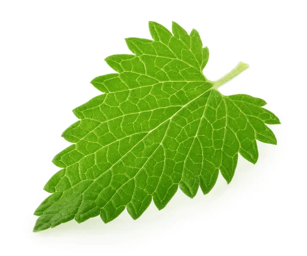 Lemon Balm Melissa Leaf Isolated White — Stock Photo, Image