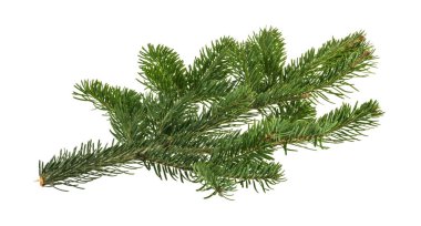 Beyaz arkaplanda izole edilmiş köknar ağacı