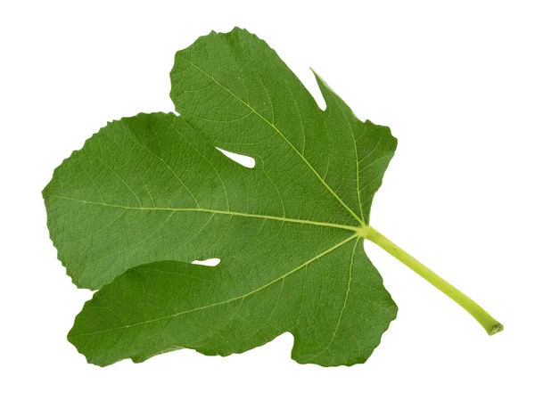 Fig Leaf Isolated White Background — Stock Photo, Image