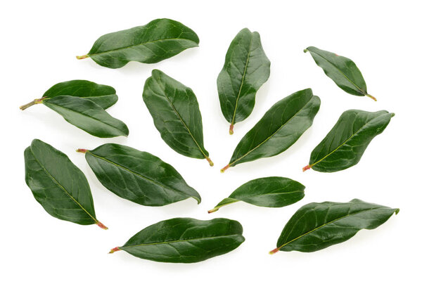 Pomegranate leaves isolated on white background