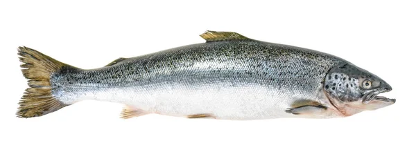 Zalm Vissen Geïsoleerd Wit Zonder Schaduw — Stockfoto