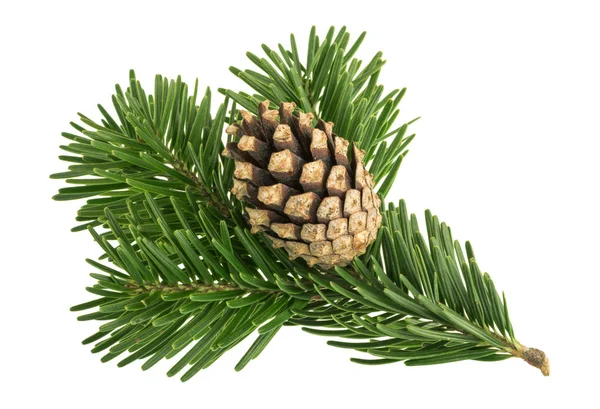 Fir Tree Isolated White Background — Stock Photo, Image