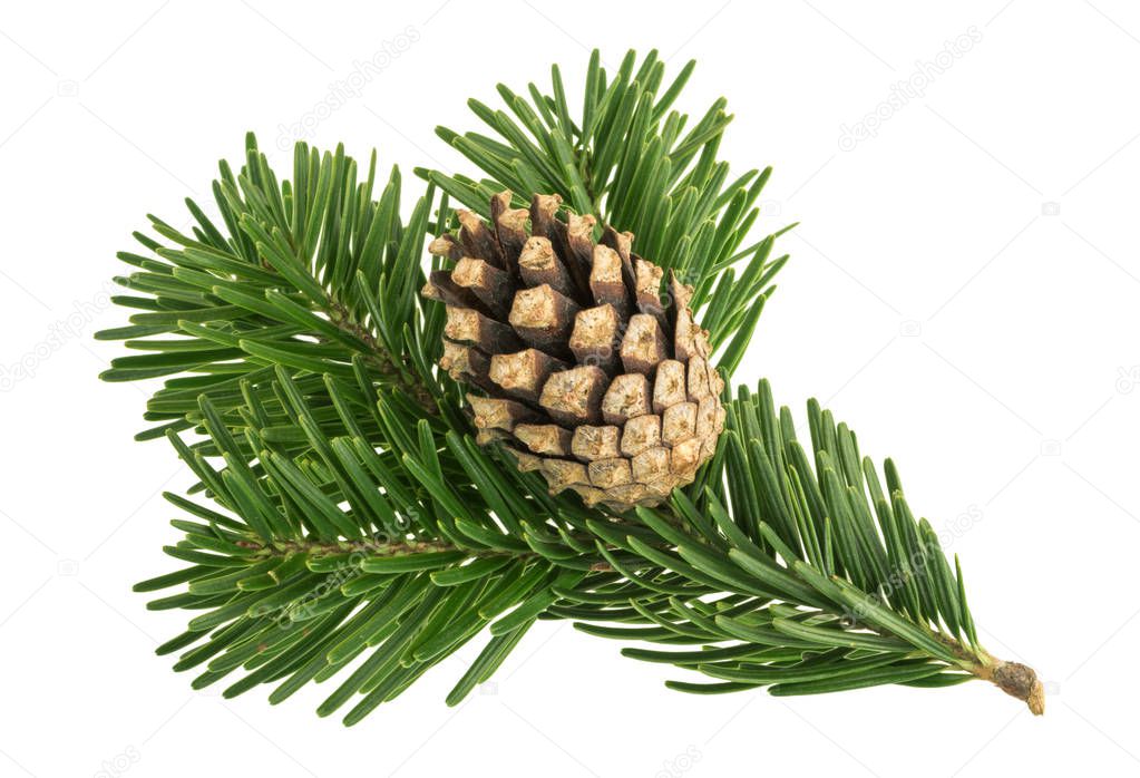 Fir tree isolated on white background 