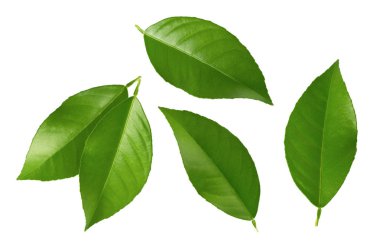 Citrus yaprakları beyaz arkaplanda yalıtılmış