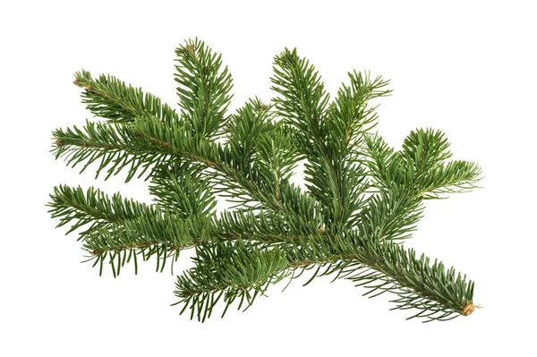 Fir Tree Isolated White Background — Stock Photo, Image