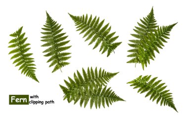 Fern leaves isolated on white with clipping path clipart