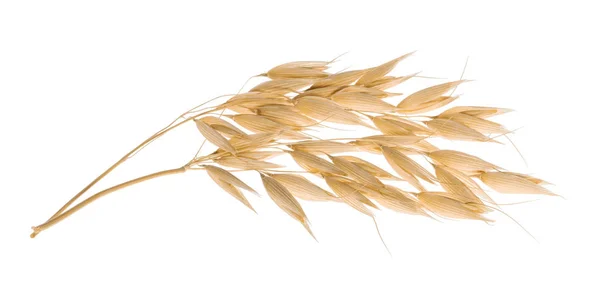 Oat Plant Isolated White Clipping Path — Stock Photo, Image