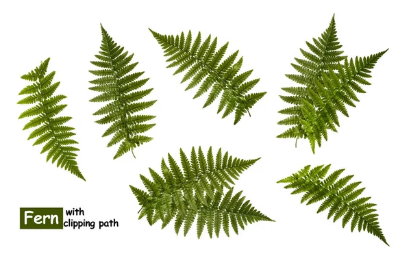 Fern Leaves Isolated White Clipping Path — Stock Photo, Image