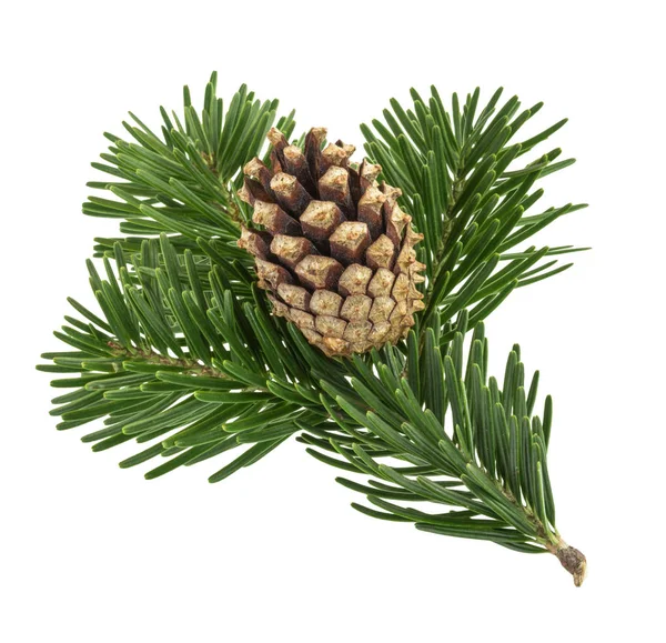 Fir Tree Isolated White Background — Stock Photo, Image