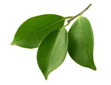 yeşil yaprakları gölge izole