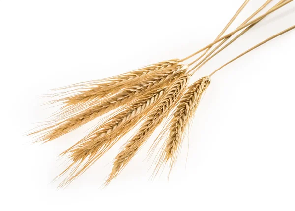 Ears of rye isolated on a white — Stock Photo, Image